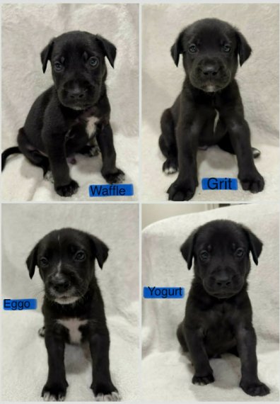 WAFFLE (NY-SARAH) - Labrador Retriever available for adoption
