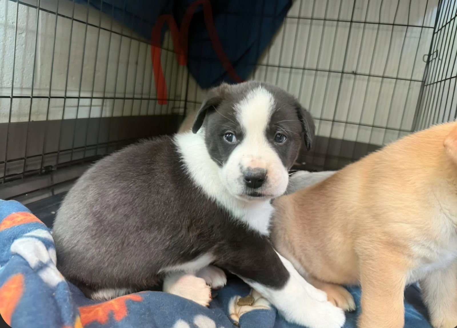 PESTO (NY-SARAH) - Labrador Retriever / Australian Shepherd available for adoption