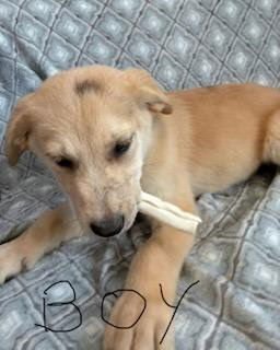 NEWTON (NY-SARAH) - Great Pyrenees / Golden Retriever available for adoption