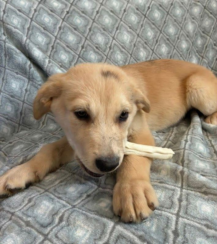 NEWTON (NY-SARAH) - Great Pyrenees / Golden Retriever available for adoption