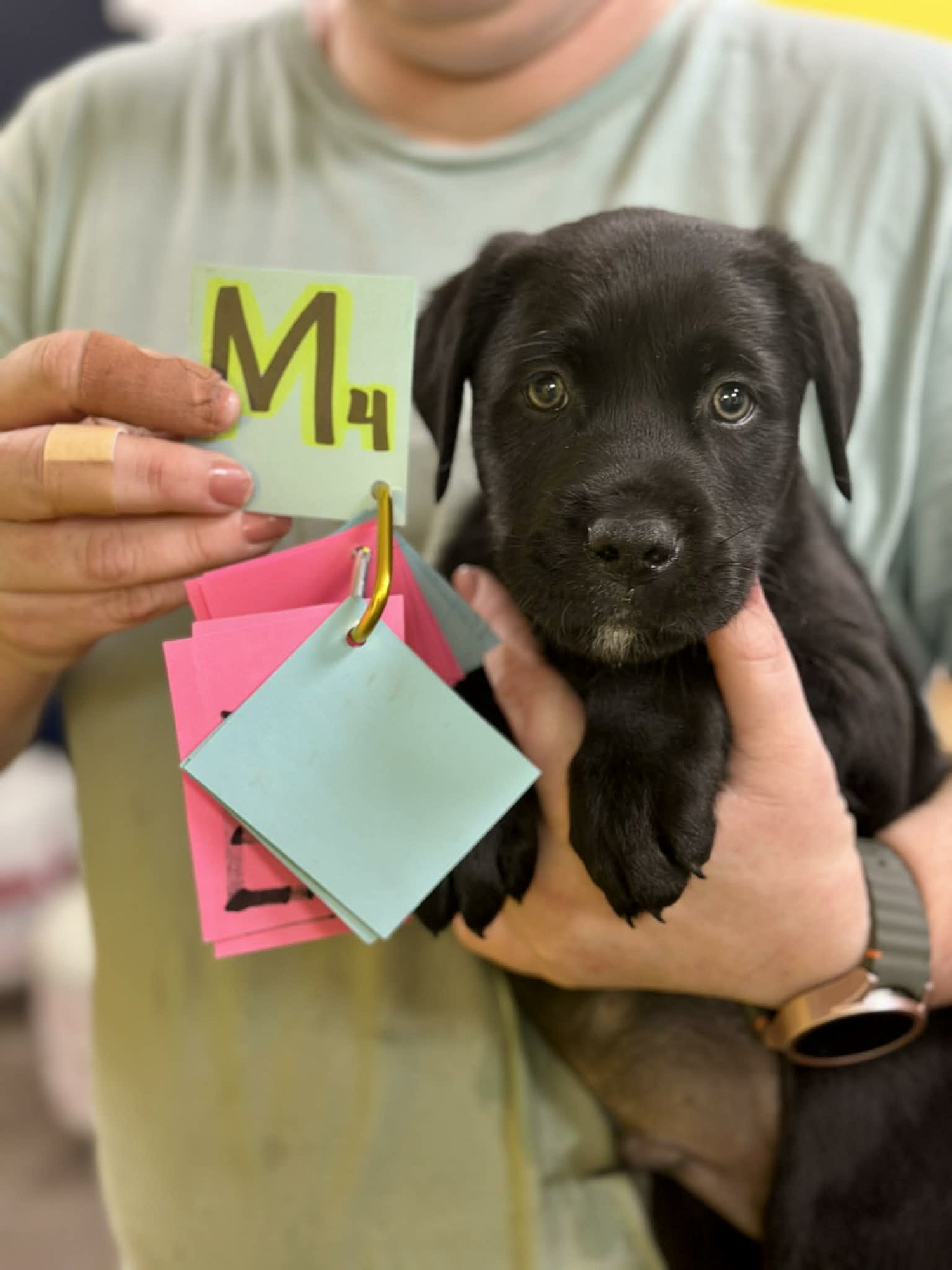 NOBLE (NY-SHARI) - Golden Retriever / Labrador Retriever available for adoption