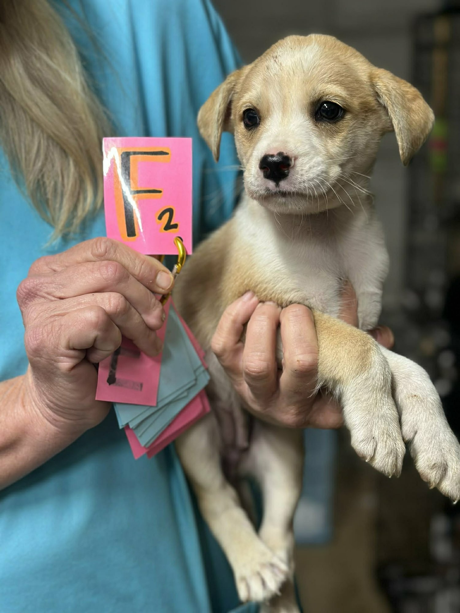 ABBY (NY-LIA) - Beagle available for adoption