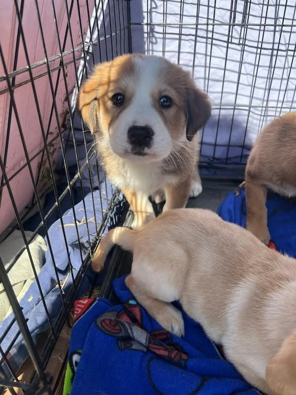 KODY (NY-SARAH) - Labrador Retriever / Collie available for adoption