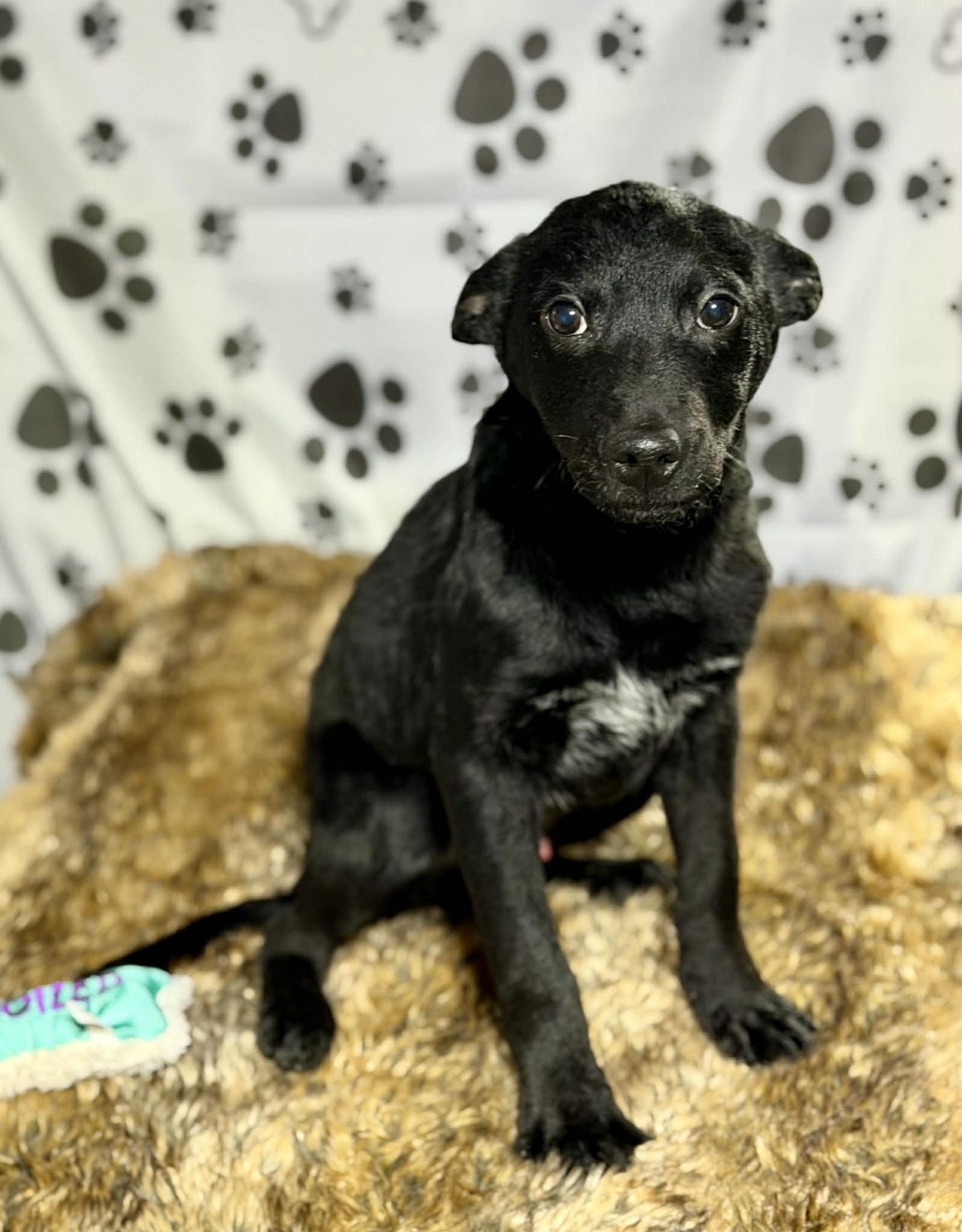 DOC (NY-LIA) - Australian Cattle Dog/Blue Heeler / Collie available for adoption