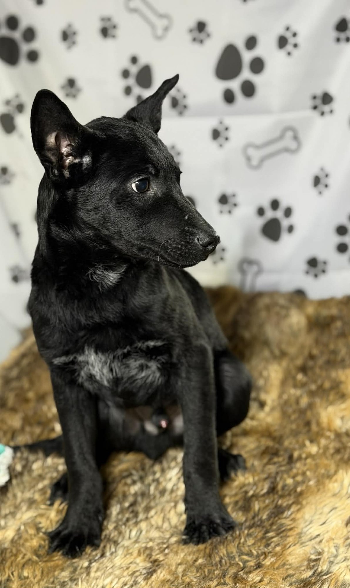 DOC (NY-LIA) - Australian Cattle Dog/Blue Heeler / Collie available for adoption