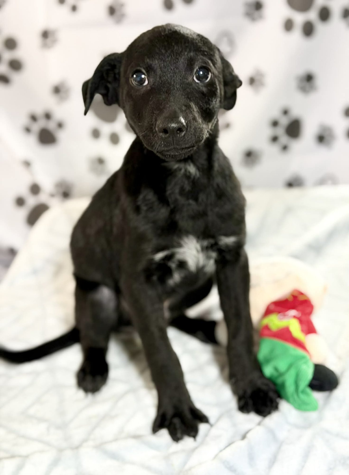 Doc (NY-Lia) - Photo 3