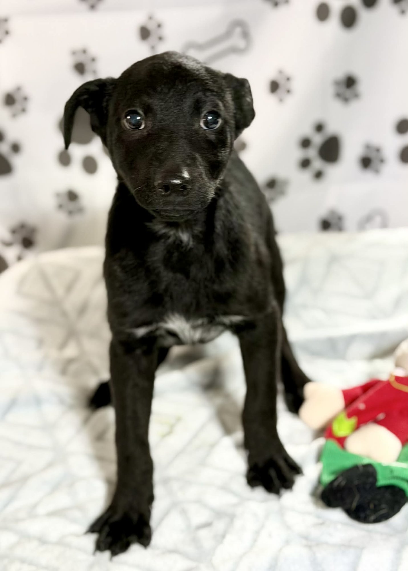 Doc (NY-Lia) - Photo 4