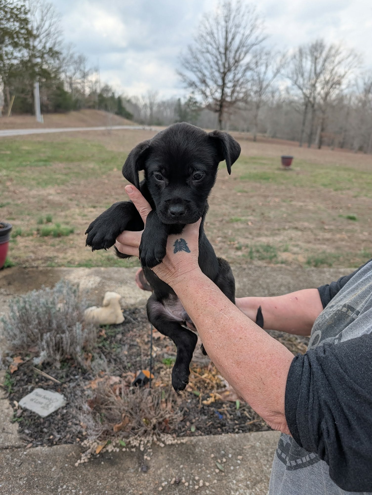GUNNER (NY-SARAH) - Labrador Retriever / Boxer available for adoption