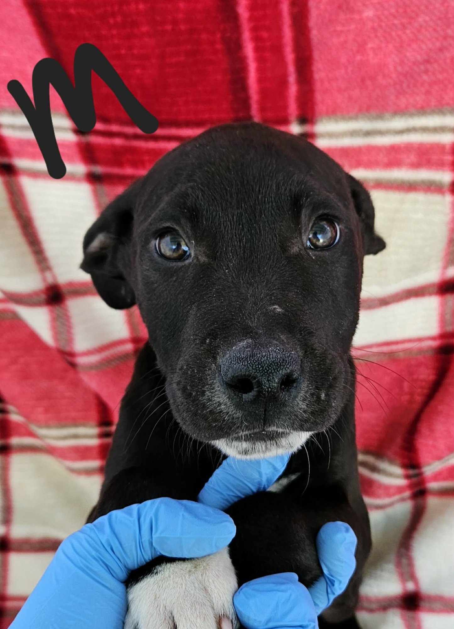 LOUIE (NY-EMILY) - Labrador Retriever available for adoption