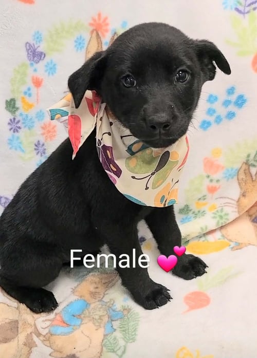 RILEY (NY-LIA) *YORKVILLE-NY* - Labrador Retriever available for adoption