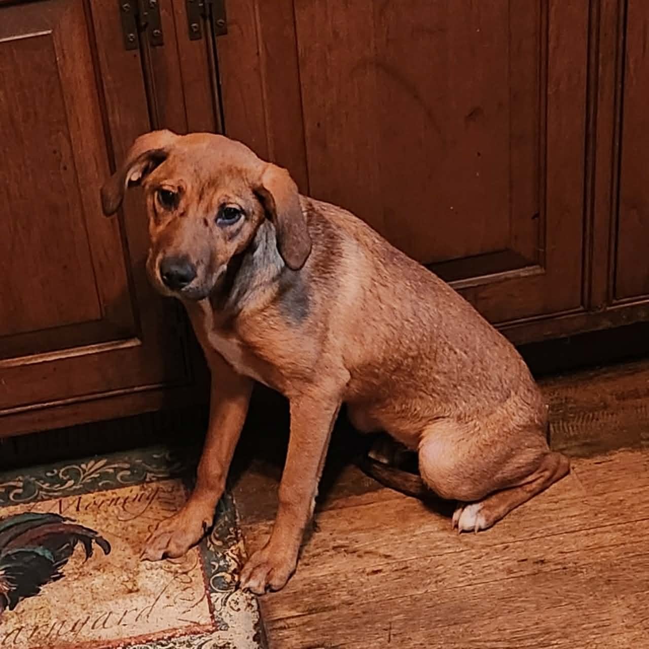 JOJO (NY-SHARI) *$125 ADOPTION FEE!* - Beagle / Labrador Retriever available for adoption