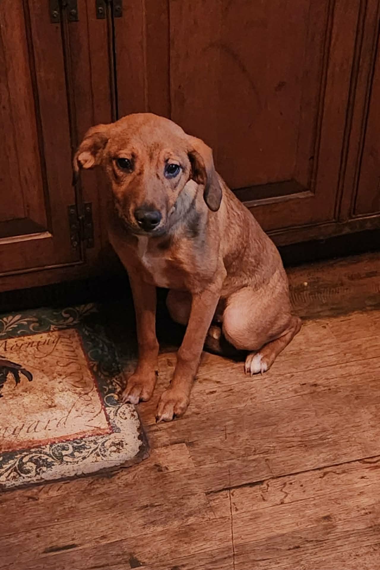 JOJO (NY-SHARI) *$125 ADOPTION FEE!* - Beagle / Labrador Retriever available for adoption