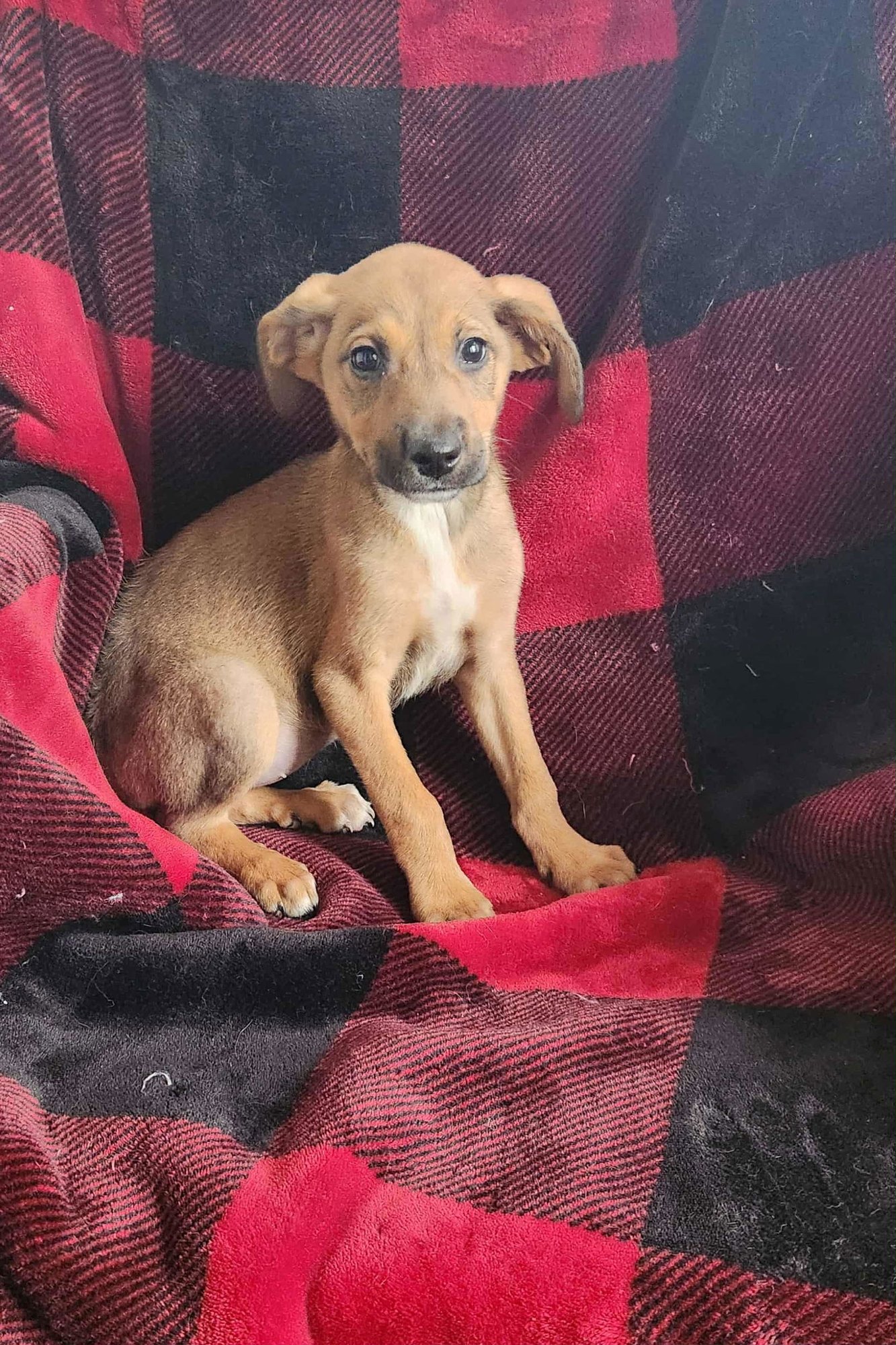 Jojo (NY-Shari) *$125 Adoption Fee!* - Photo 3