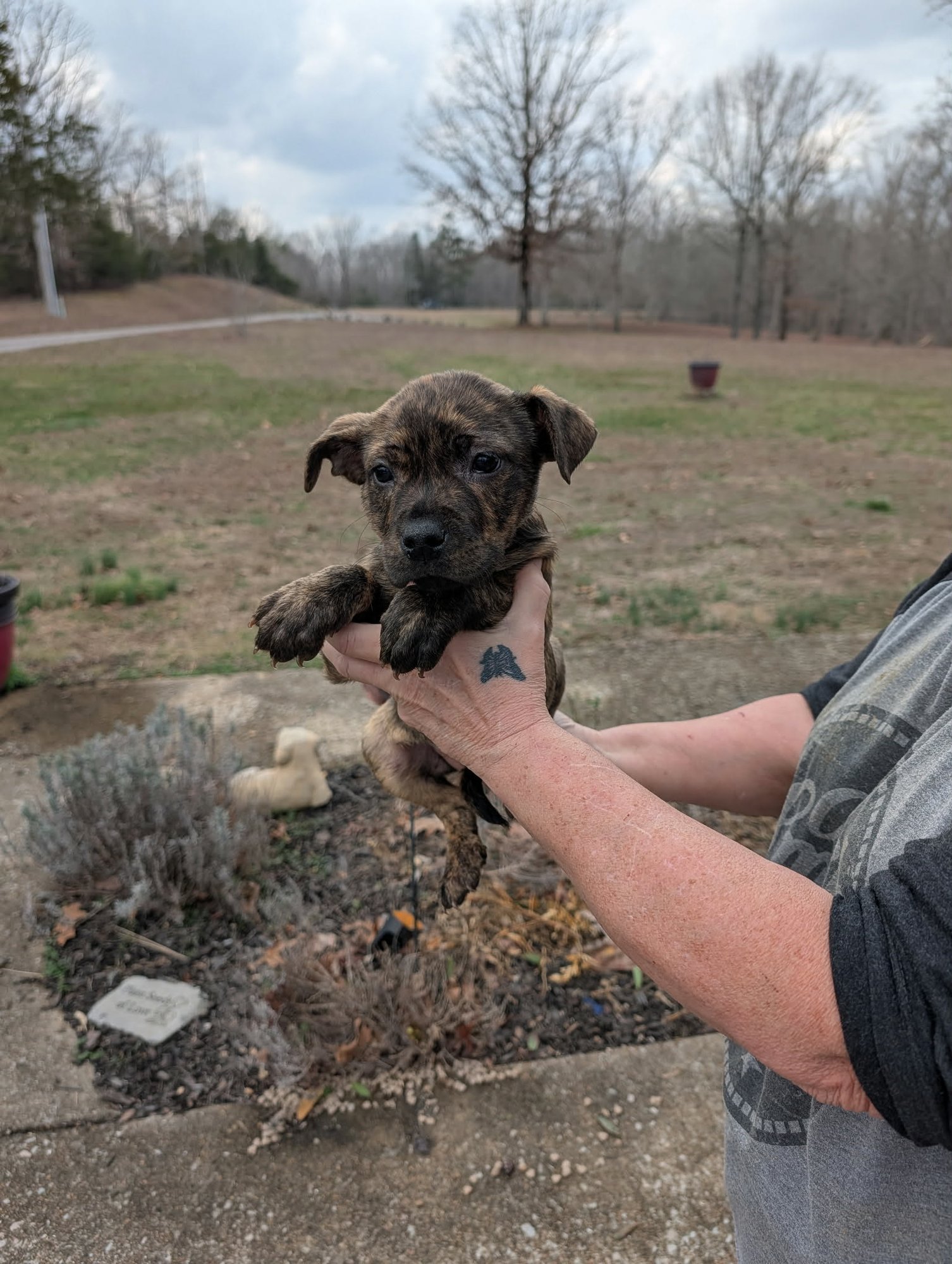 GINGER (NY-SARAH) - Boxer / Labrador Retriever available for adoption