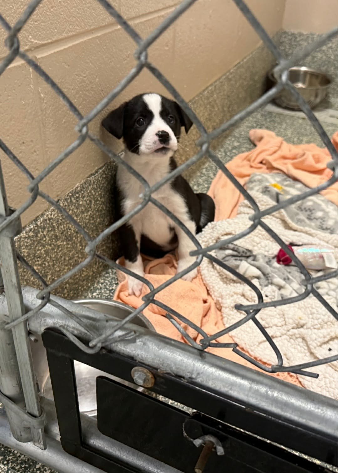 KIT (NY-SARAH) - Australian Shepherd / Labrador Retriever available for adoption