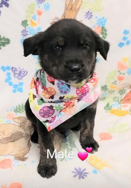 RUSTY (NY-LIA) *YORKVILLE-NY* - Labrador Retriever available for adoption