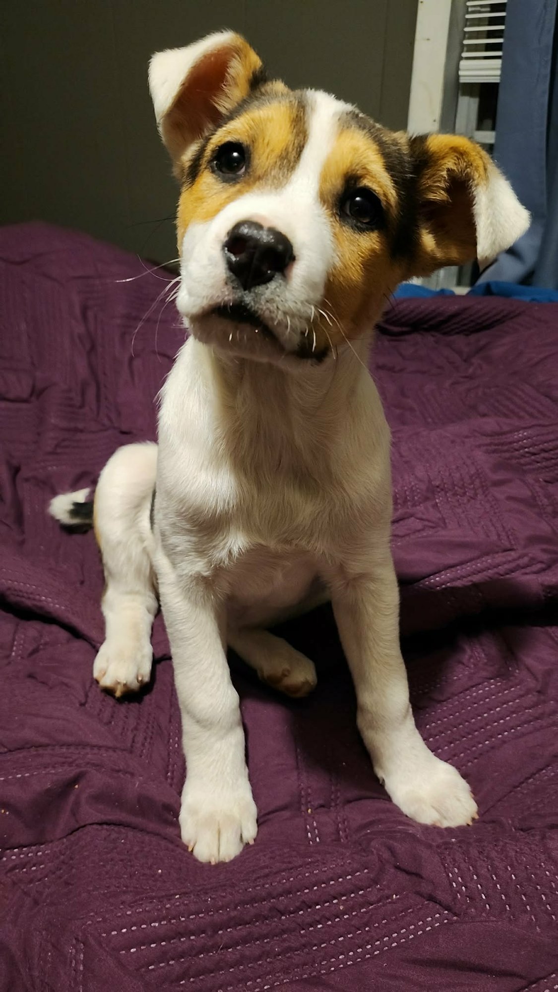 ABBY (NY-SARAH) - Jack Russell Terrier available for adoption