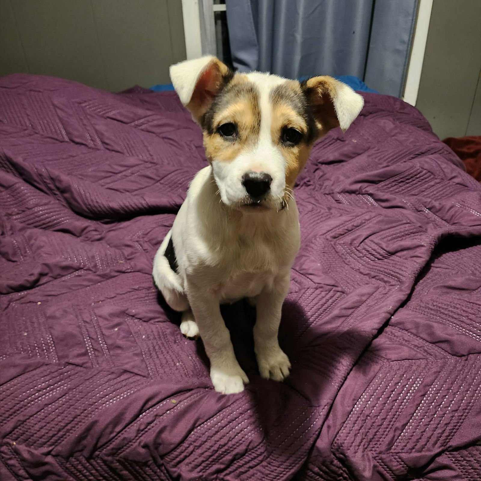 ABBY (NY-SARAH) - Jack Russell Terrier available for adoption