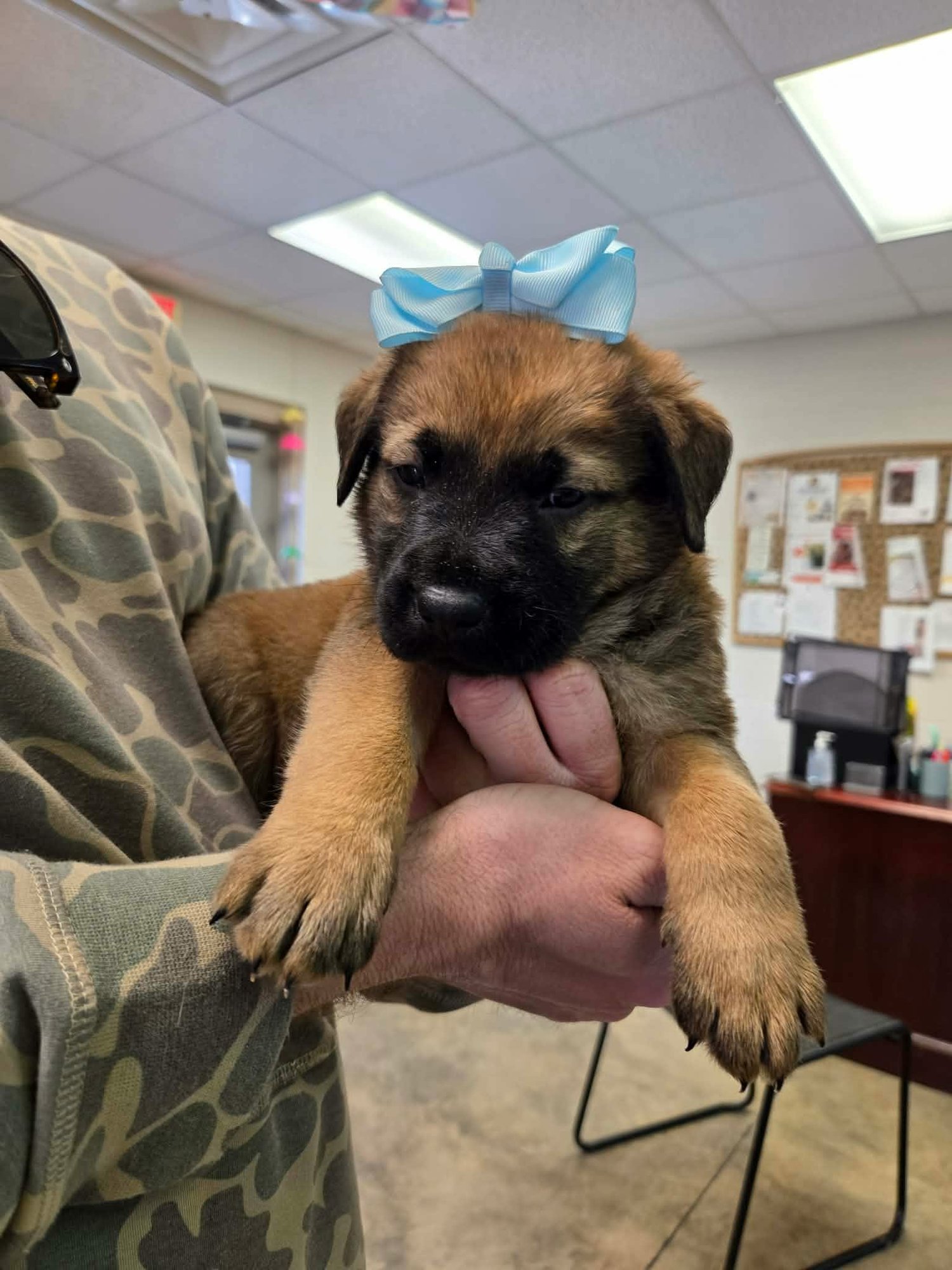 BUSTER (NY-LIA) - German Shepherd Dog available for adoption