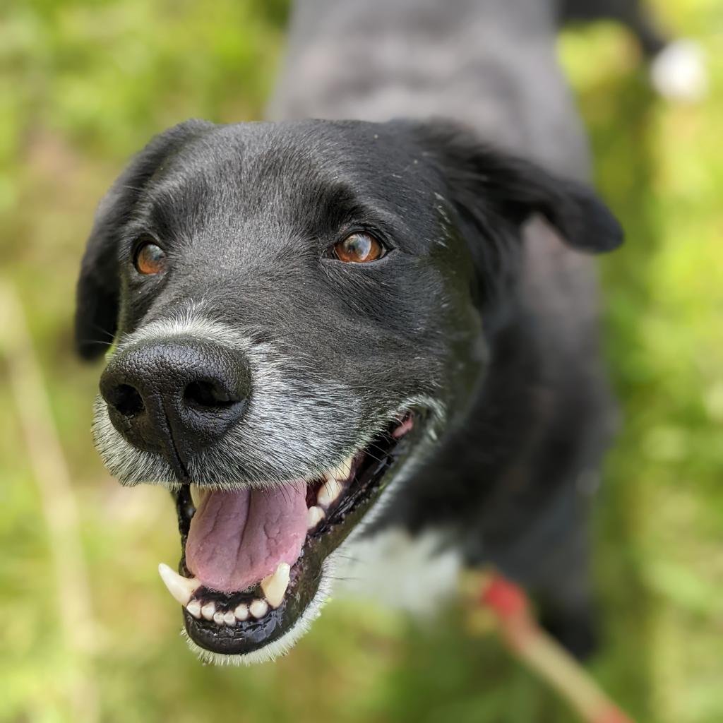 MYLES *COURTESY POST* (CORTLAND NY) - Labrador Retriever / Border Collie available for adoption