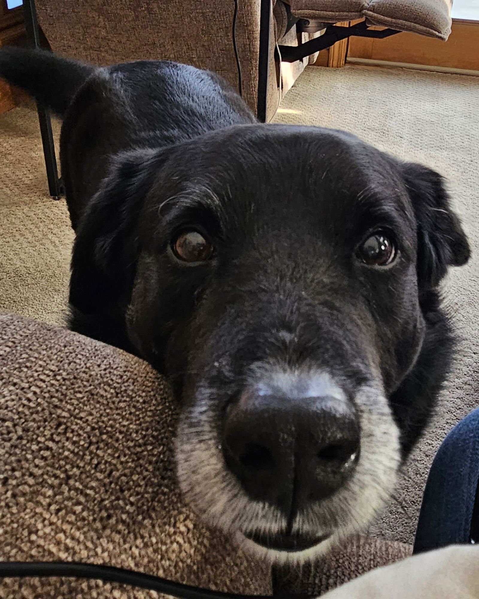 MYLES *COURTESY POST* (CORTLAND NY) - Labrador Retriever / Border Collie available for adoption