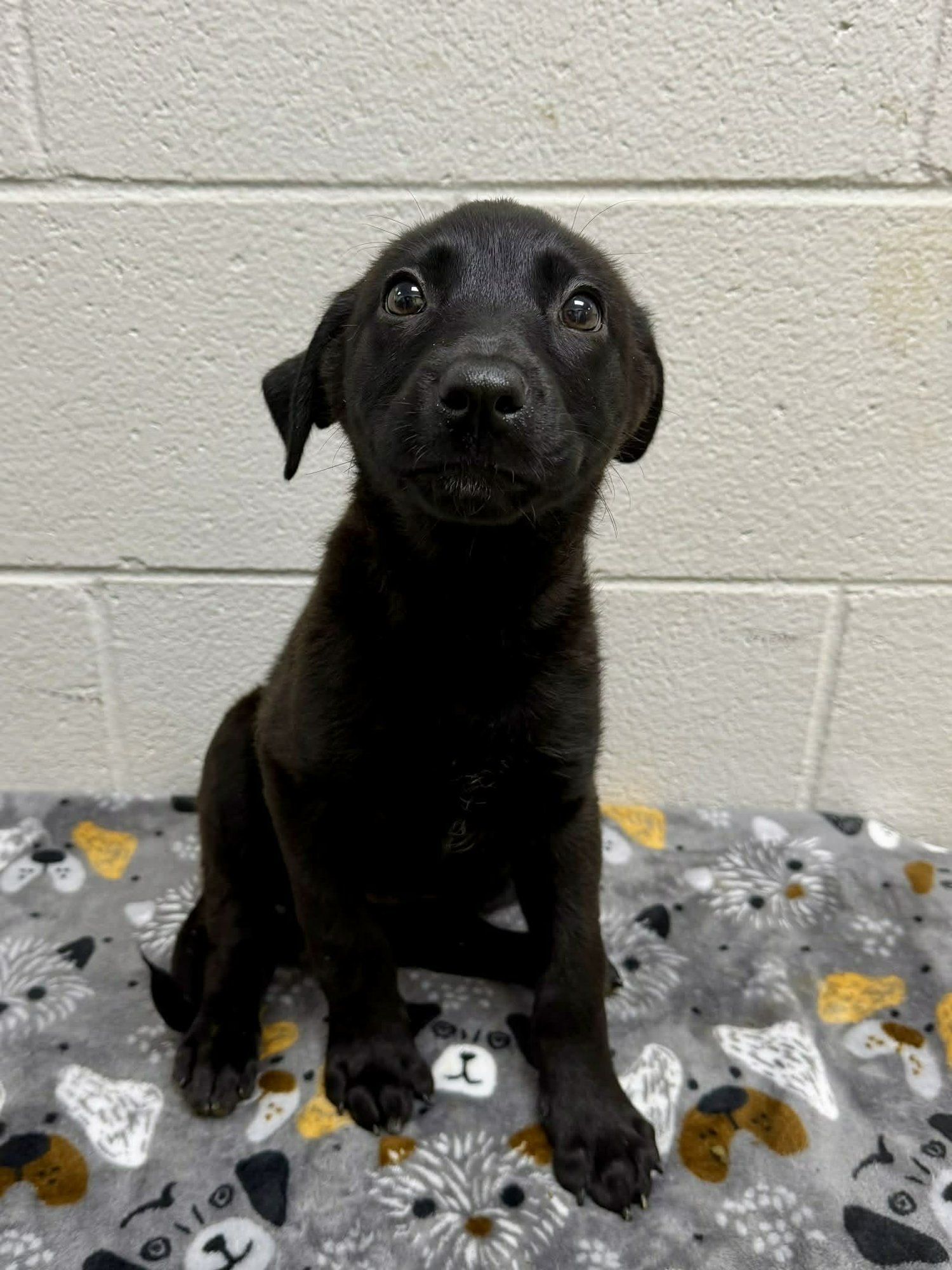 LADYBUG (NY-SARAH) - Labrador Retriever / Border Collie available for adoption