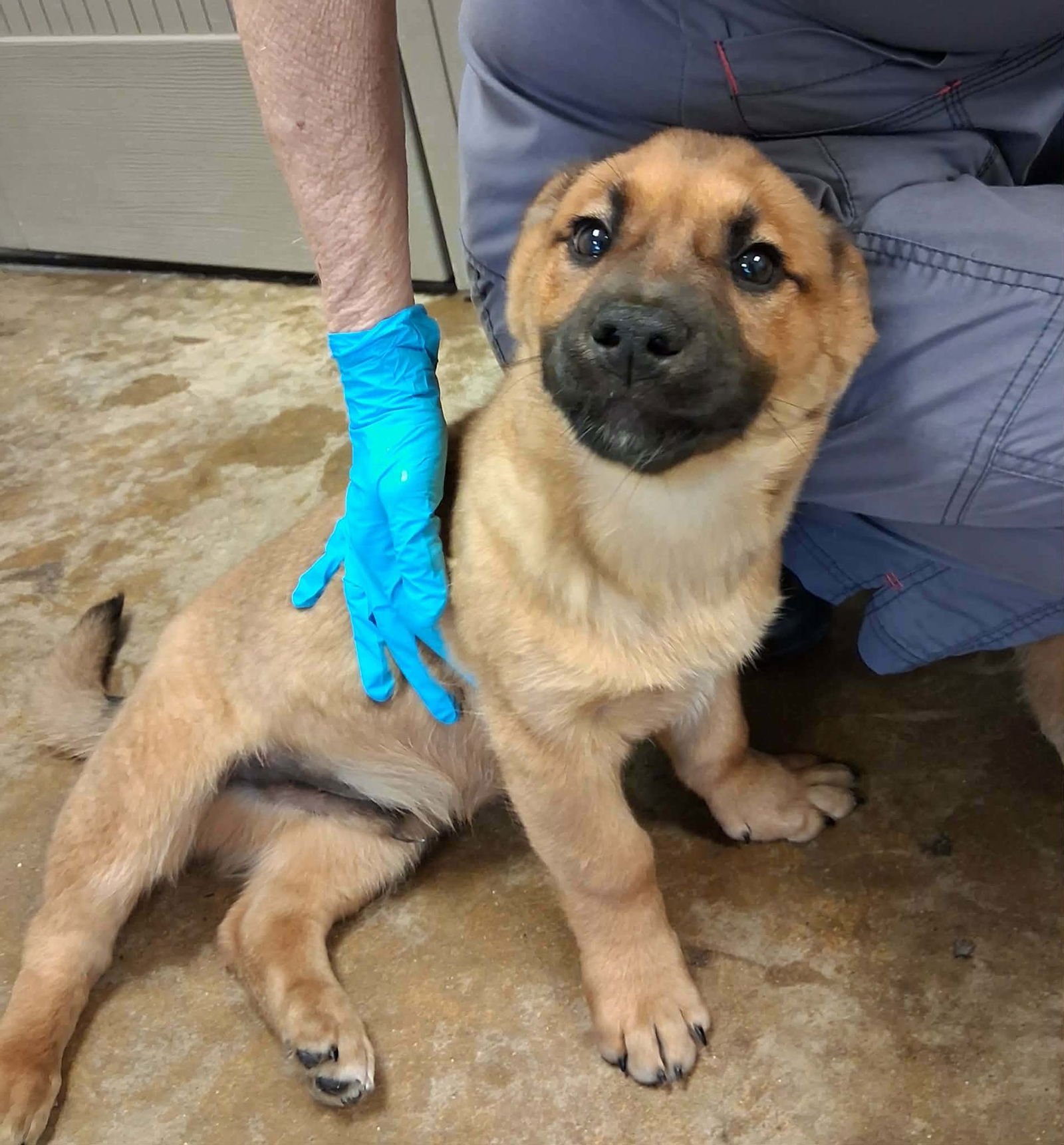 CHARLIE (NY-SHARI) - Corgi available for adoption