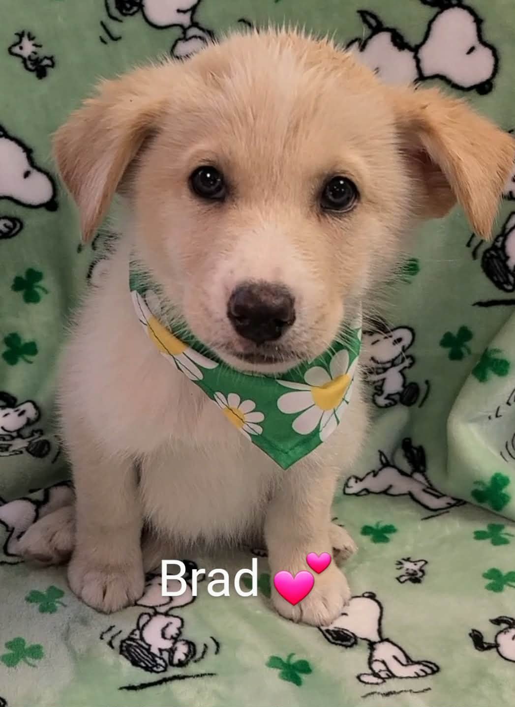 BRAD (NY-SARAH) - Golden Retriever / German Shepherd Dog available for adoption