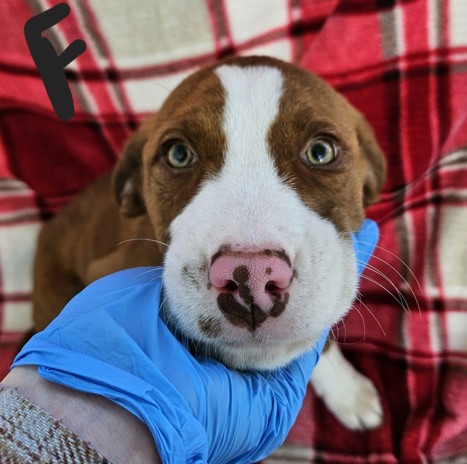 LAYLA (NY-EMILY) - Labrador Retriever available for adoption