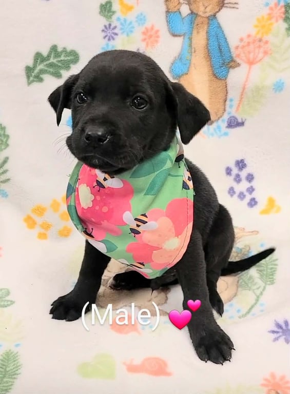 Roscoe (NY-Lia) *Yorkville-NY* Image