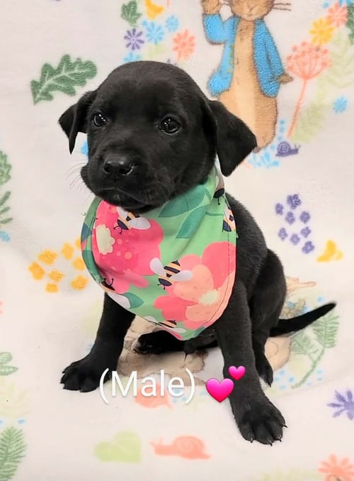 ROSCOE (NY-LIA) *YORKVILLE-NY* - Labrador Retriever available for adoption