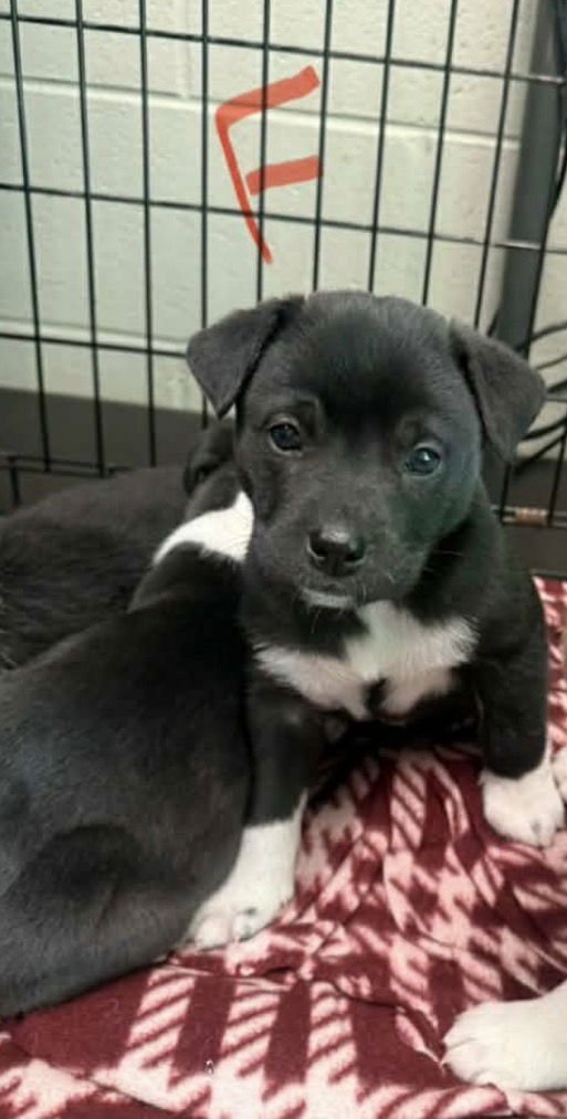 POLLY (NY-SARAH) - Labrador Retriever / Australian Shepherd available for adoption