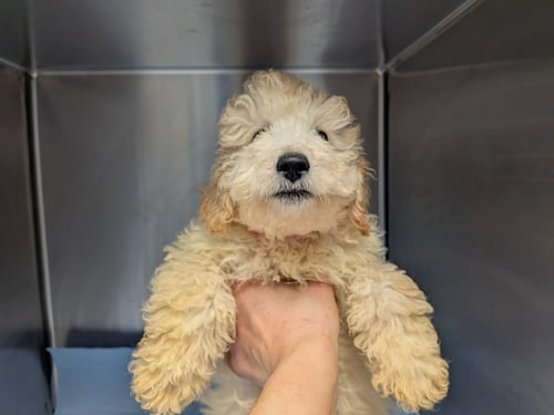 KIWI  (NY-SARAH) *ADOPTION PENDING*