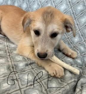 NELLIE (NY-SARAH) - Golden Retriever / Great Pyrenees available for adoption