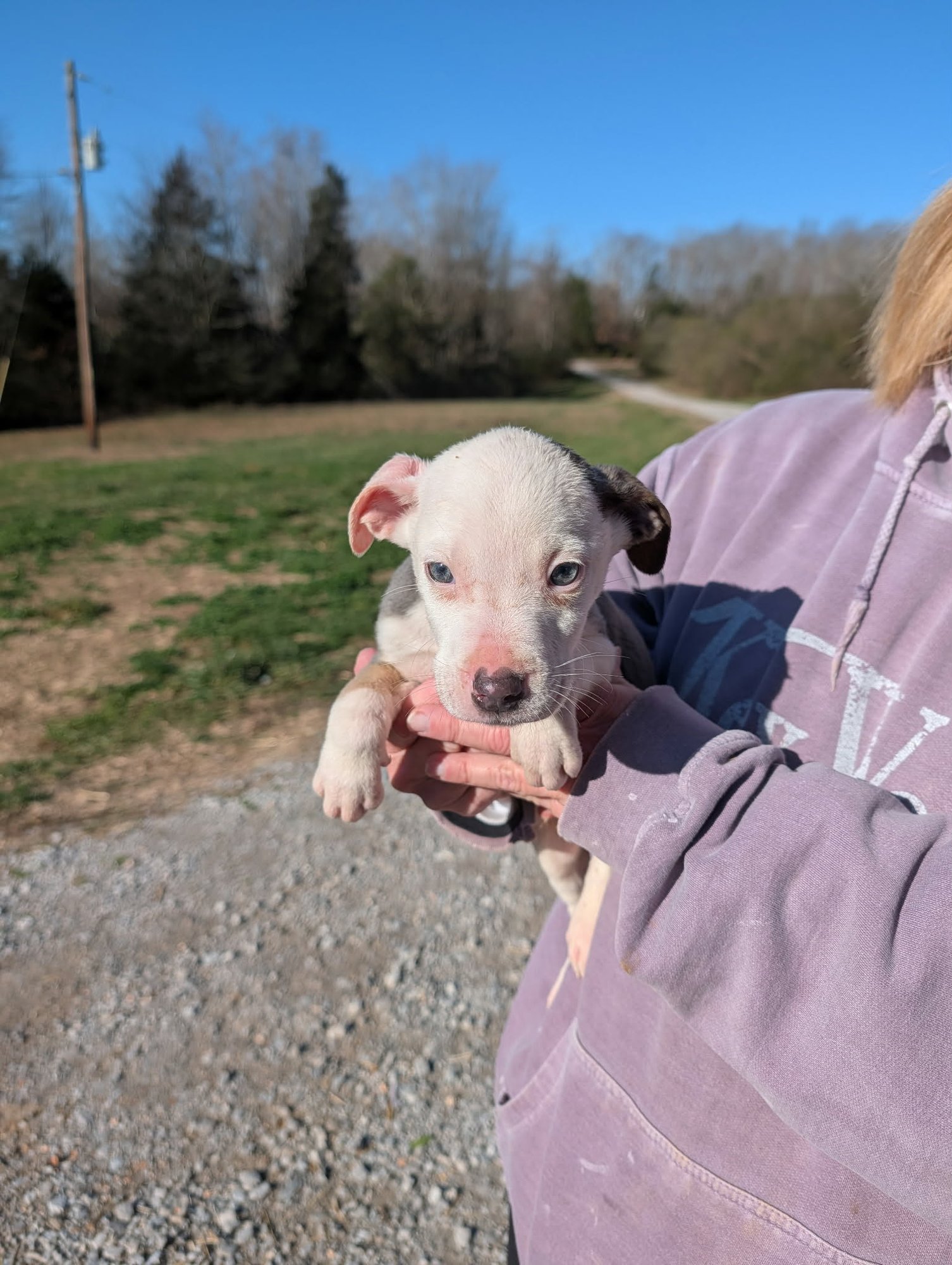 ICE (NY-SHARI) - Pit Bull Terrier available for adoption