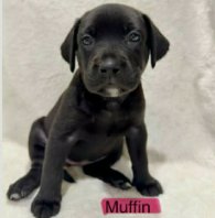 MUFFIN (NY-SARAH) - Labrador Retriever available for adoption