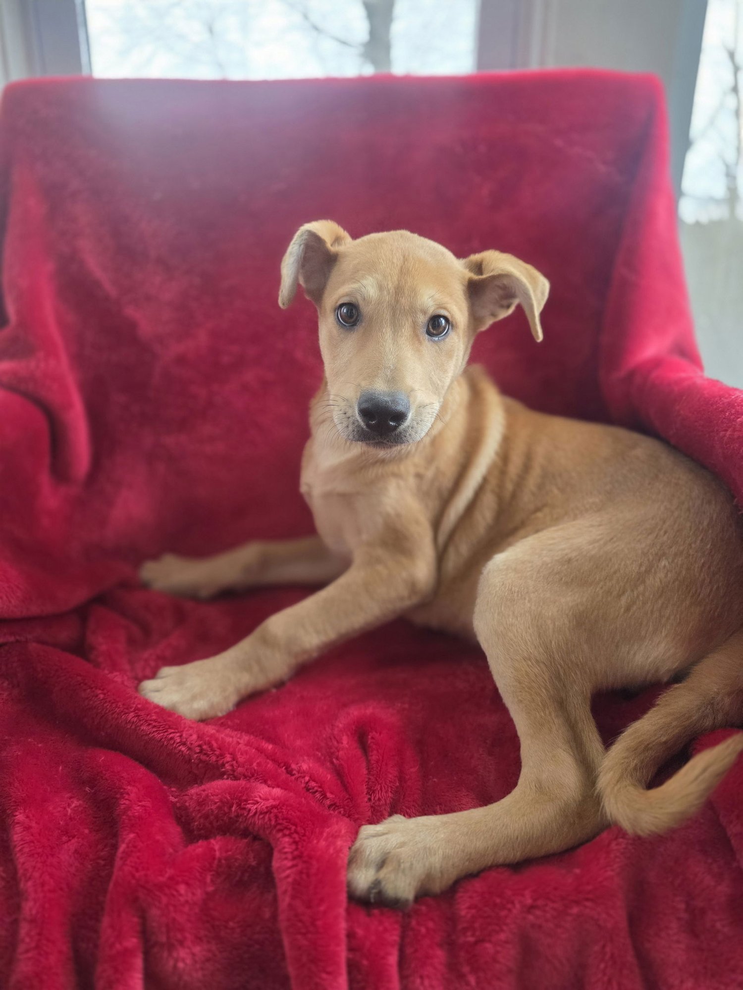 TEDDY (NY-SHARI) *$150 ADOPTION FEE!* - Labrador Retriever / German Shepherd Dog available for adoption