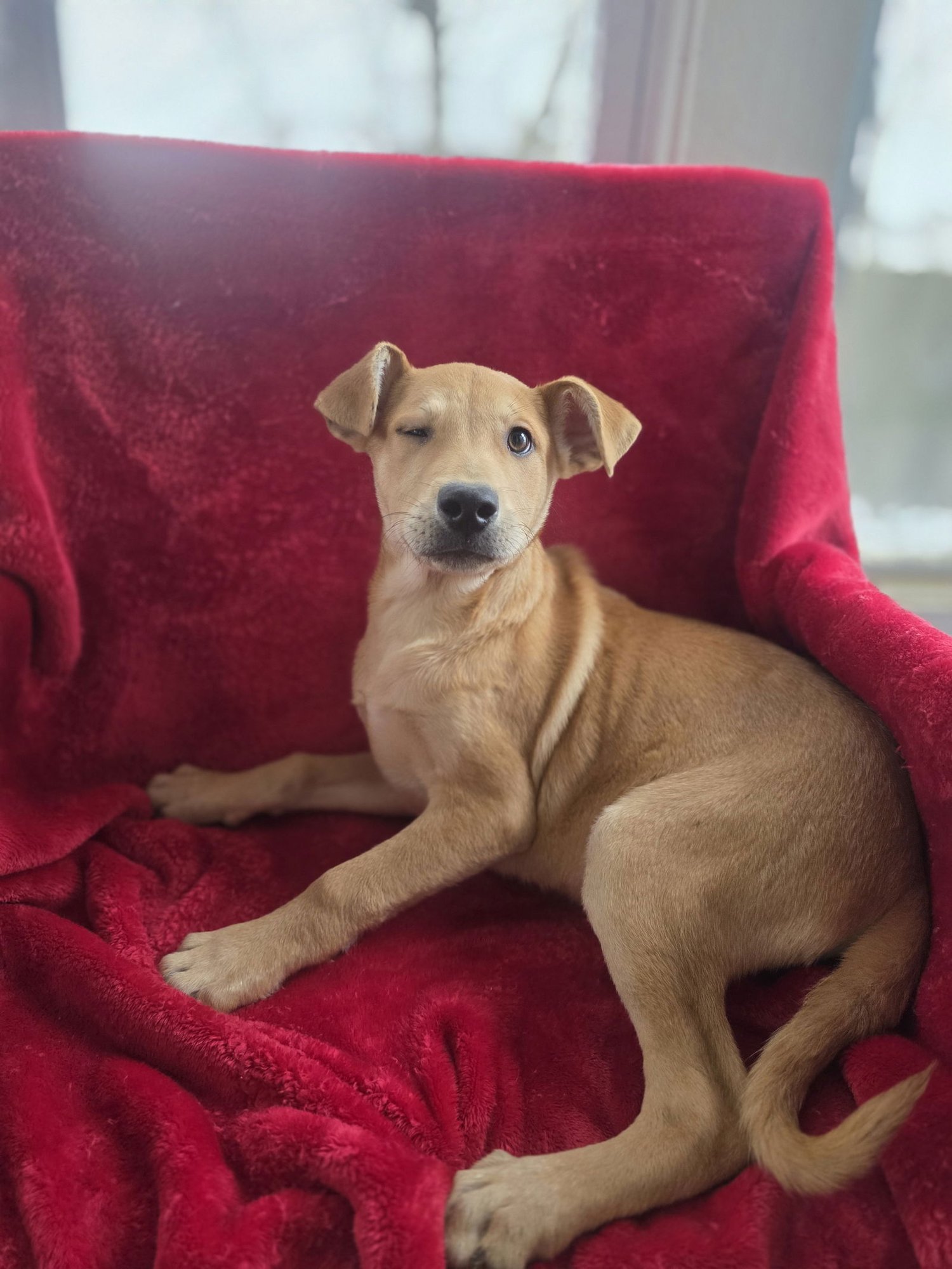 Teddy (NY-Shari) *$150 Adoption Fee!* - Photo 4