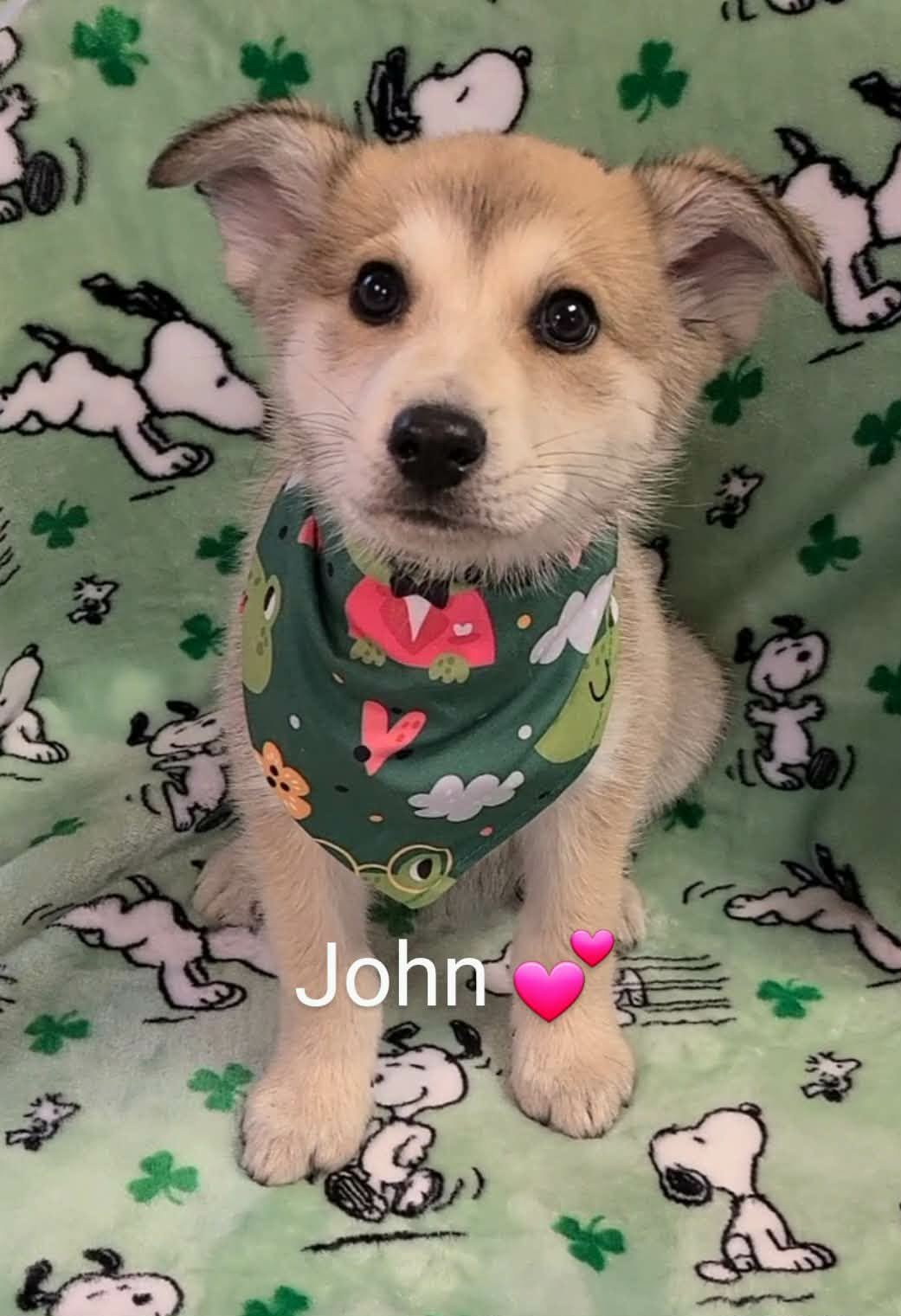 JOHN (NY-SARAH) - Golden Retriever / German Shepherd Dog available for adoption