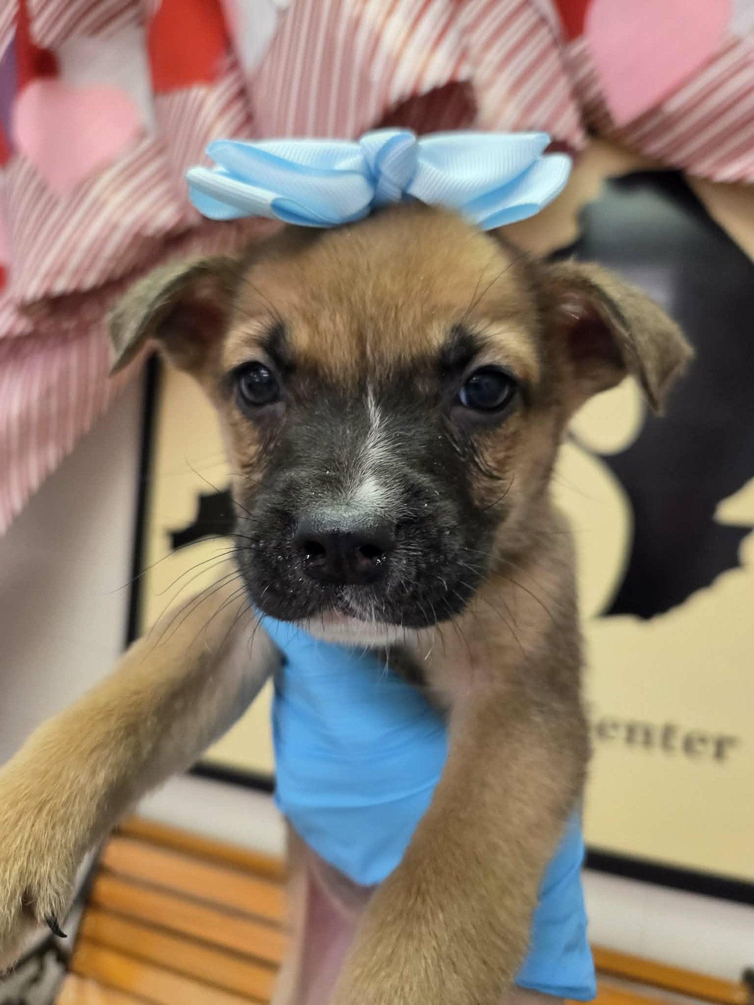 HENRY (NY-SHARI) - Boxer / Labrador Retriever available for adoption