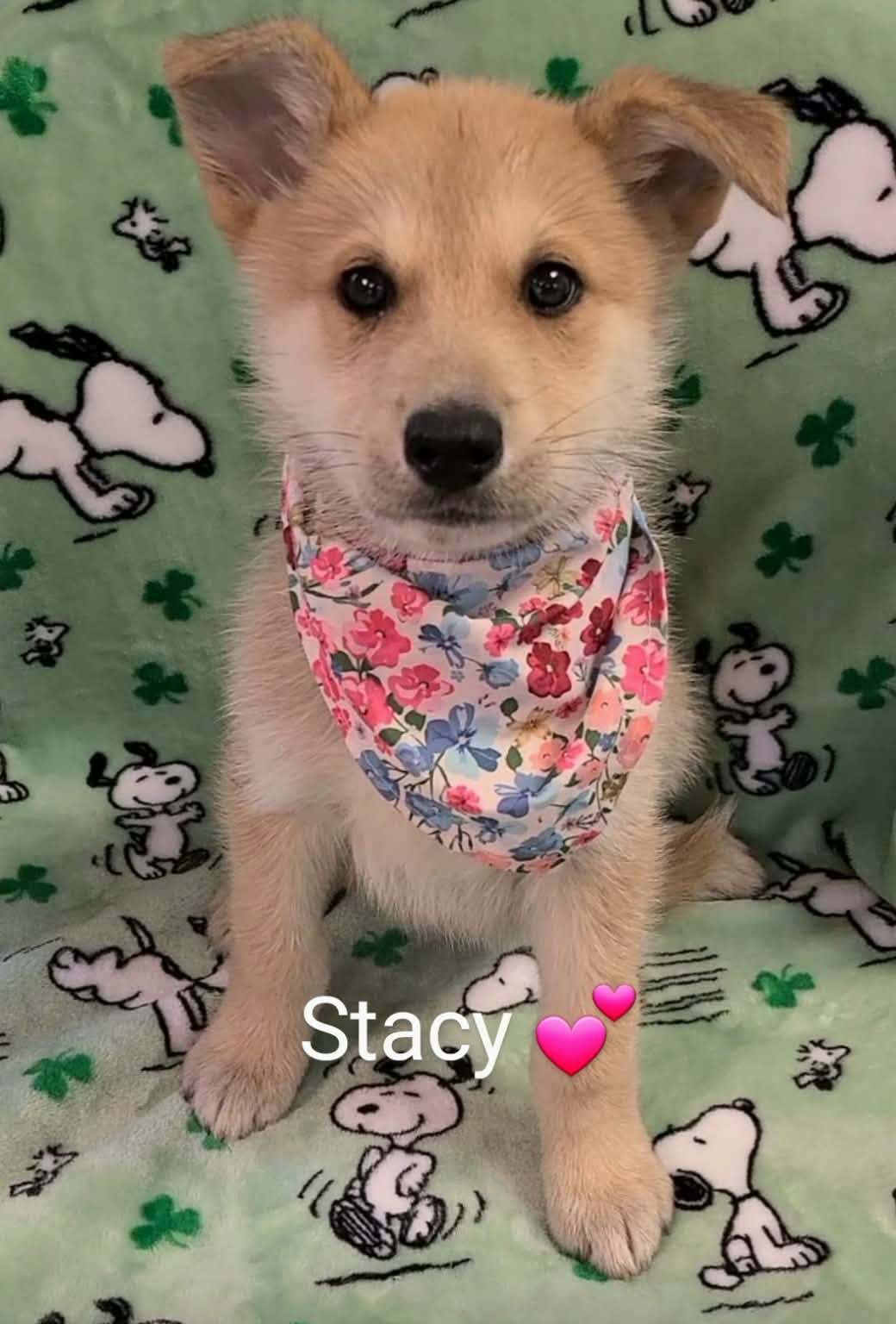 STACY (NY-SARAH) - Golden Retriever / German Shepherd Dog available for adoption