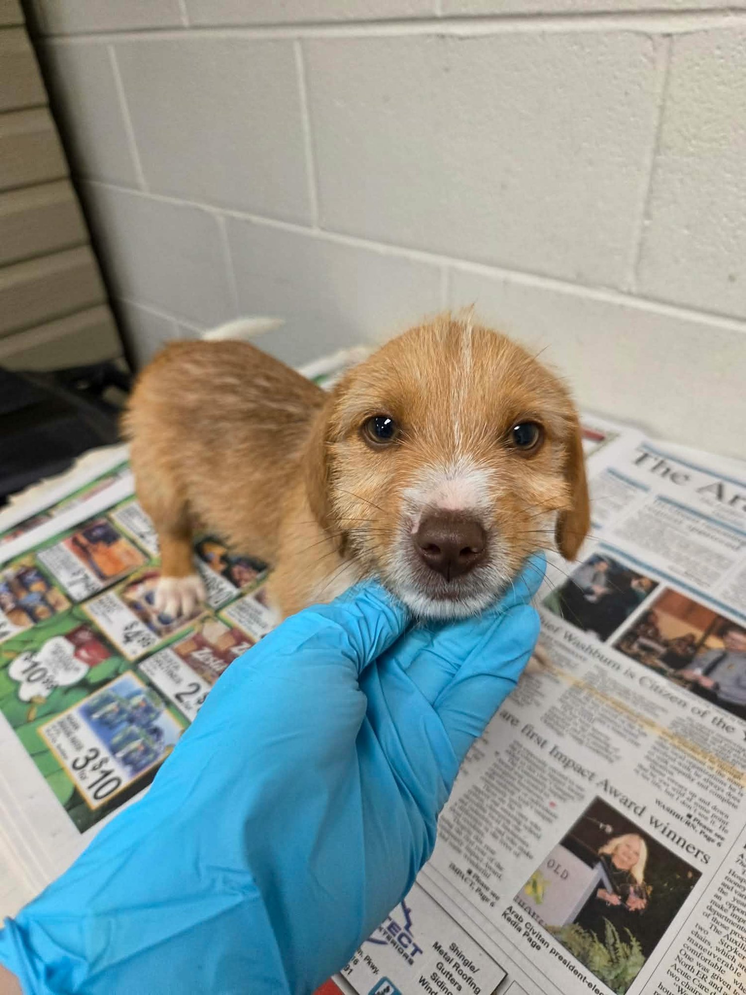 TITAN (NY-SARAH) - Dachshund / Terrier available for adoption