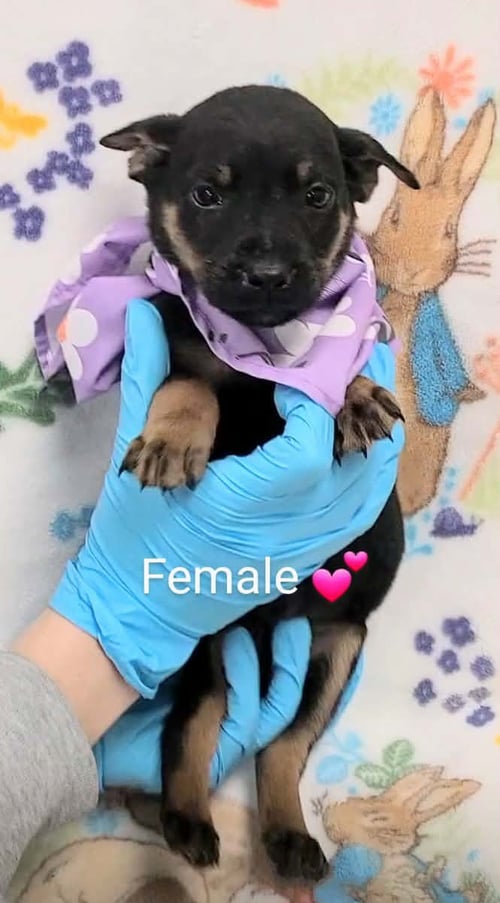 ROYAL (NY-LIA) *YORKVILLE-NY* - Labrador Retriever available for adoption