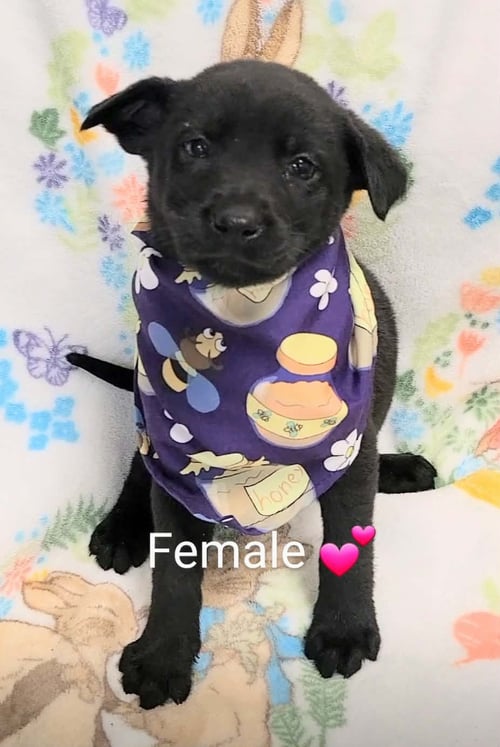 ROSIE (NY-LIA) *YORKVILLE-NY* - Labrador Retriever available for adoption