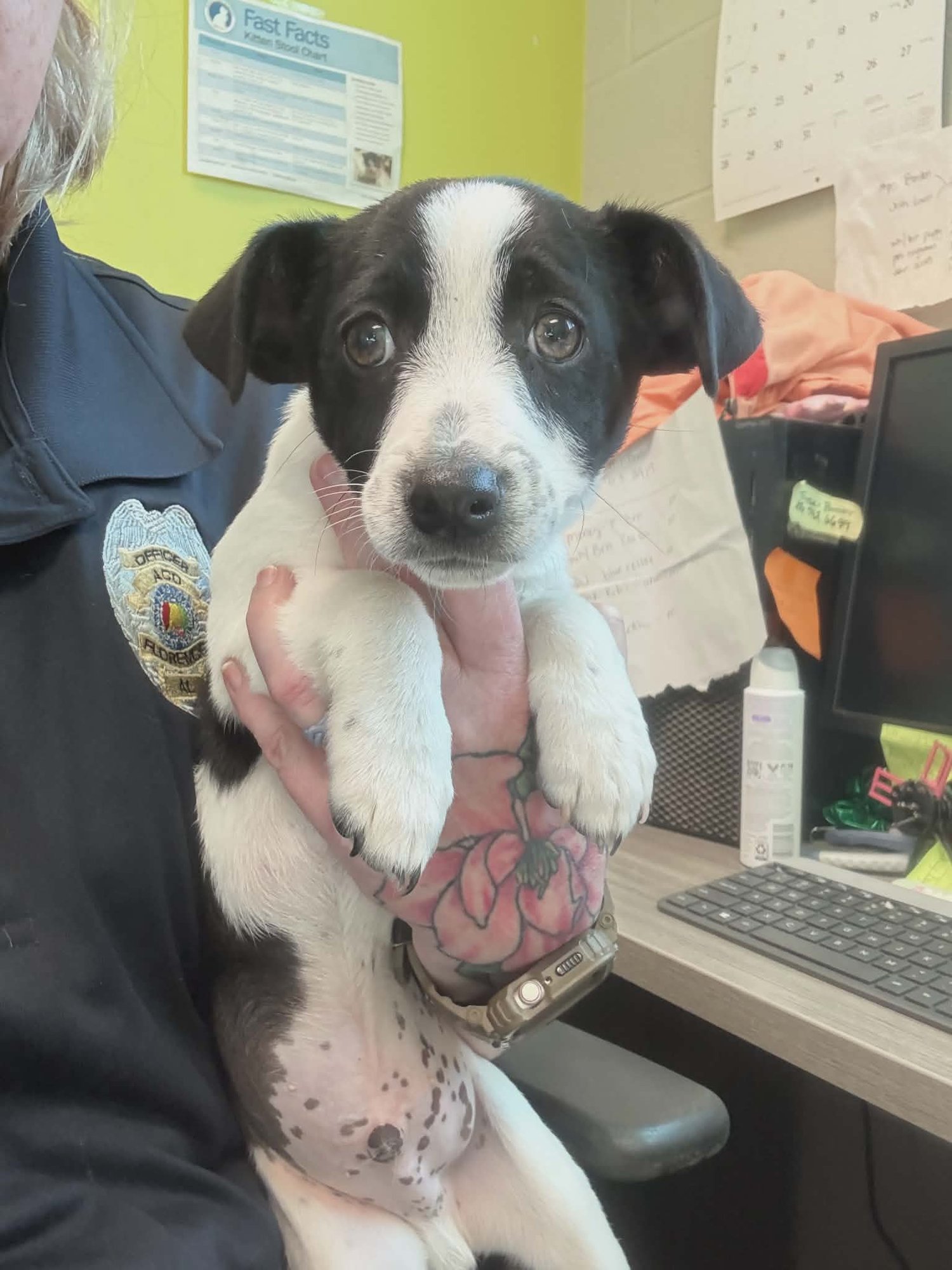 HARRY (NY-EMILY) - Jack Russell Terrier available for adoption