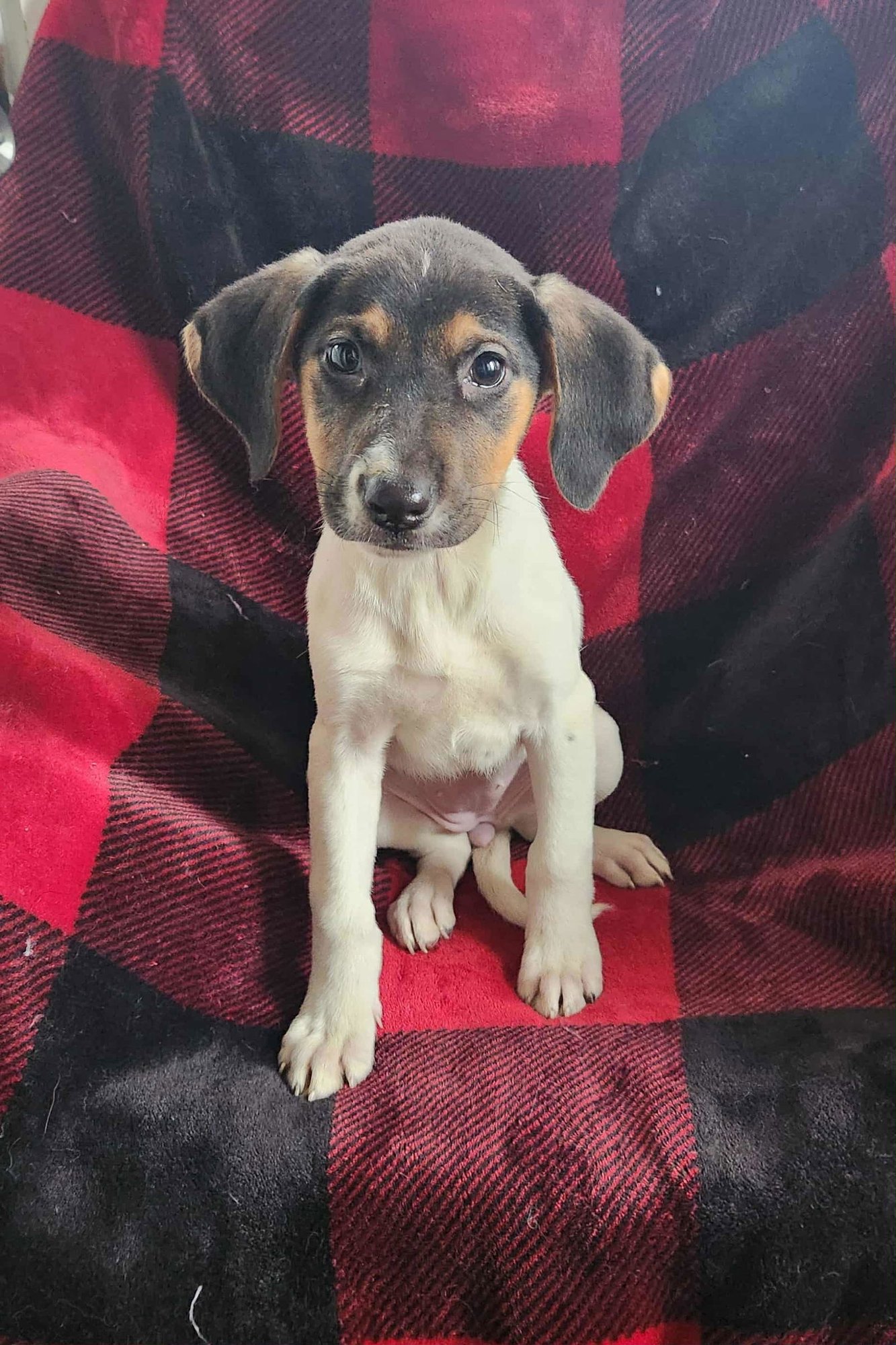 JADE (NY-SHARI) *$125 ADOPTION FEE!* - Hound available for adoption