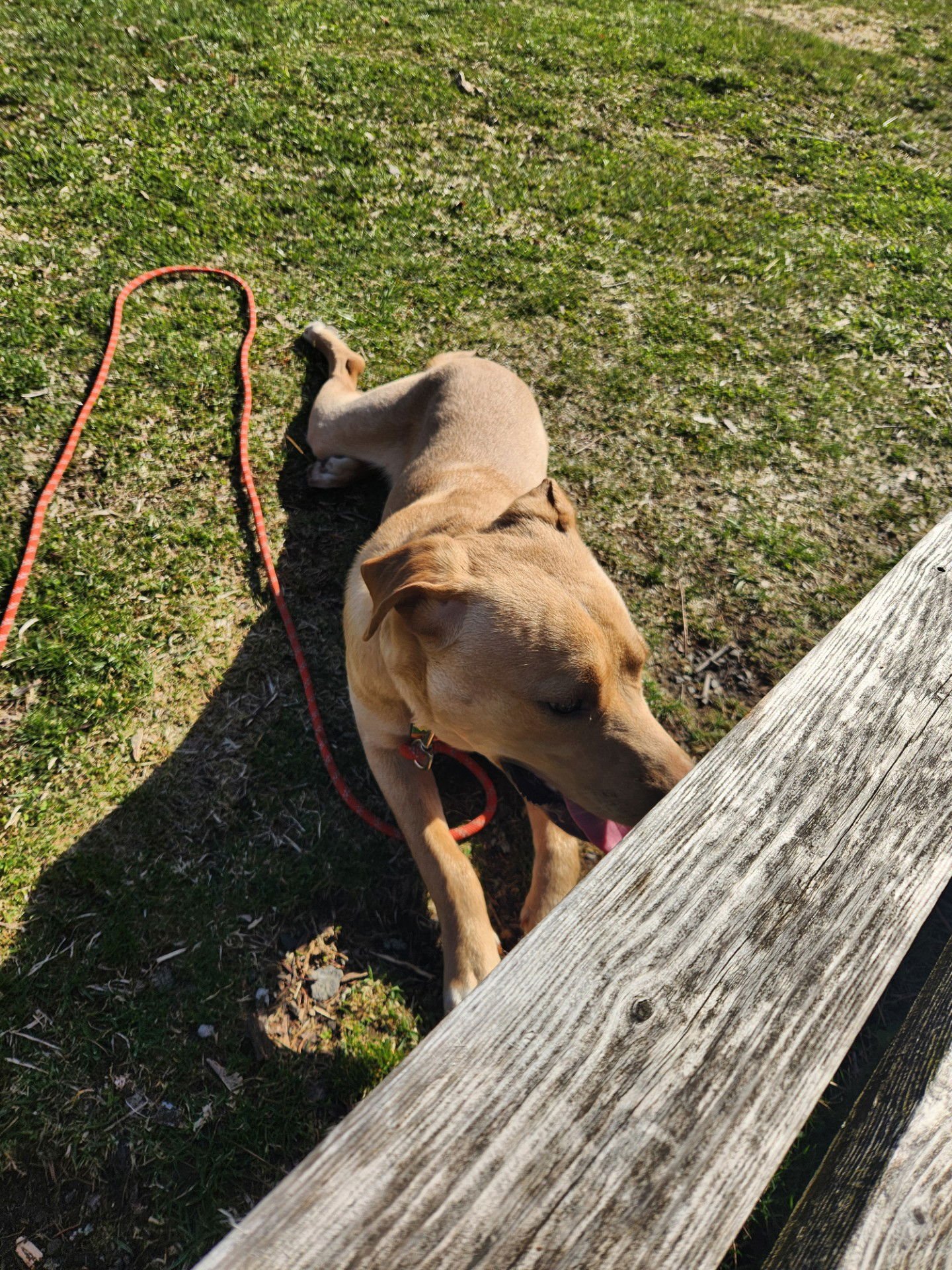 OZZY *COURTESY POST* (VOORHEESVILLE- NY) - Labrador Retriever available for adoption