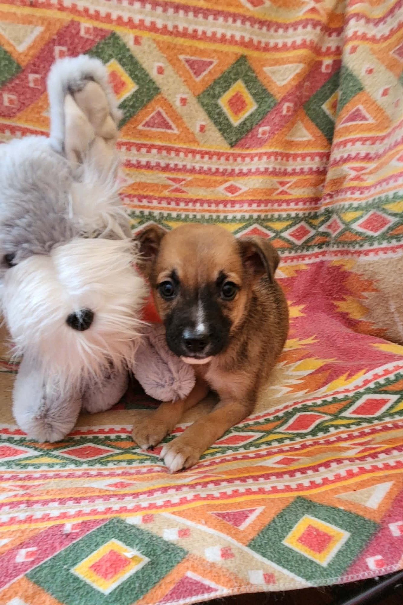 HENRY (NY-SHARI) - Boxer / Labrador Retriever available for adoption