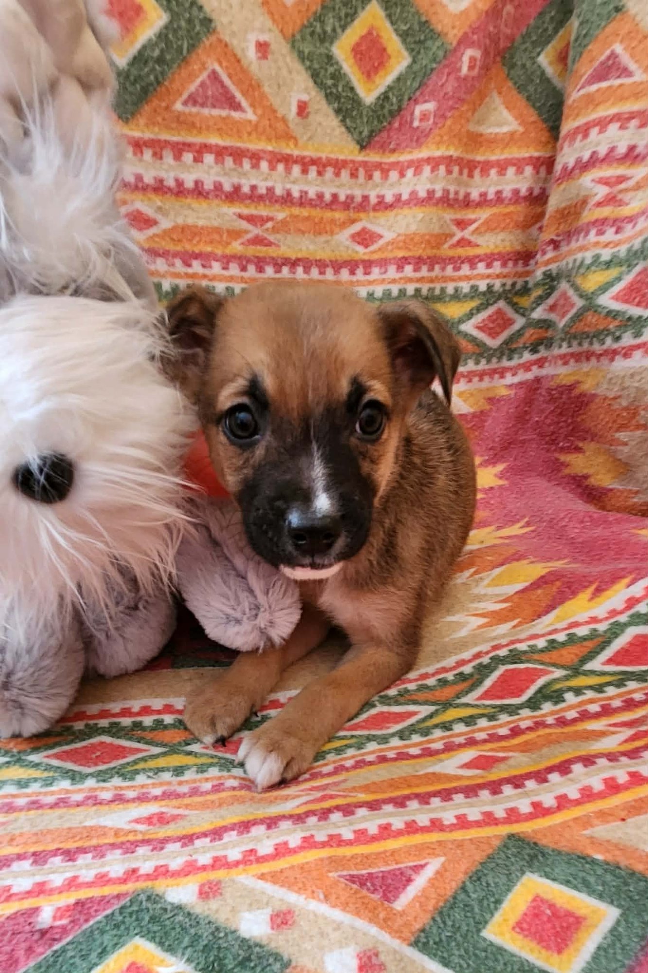 HENRY (NY-SHARI) - Boxer / Labrador Retriever available for adoption