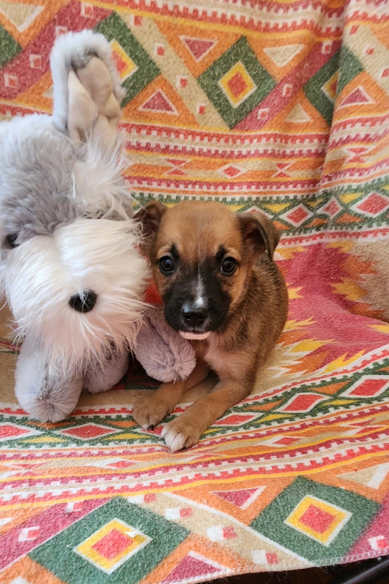 Henry (NY-Shari) - Photo 3